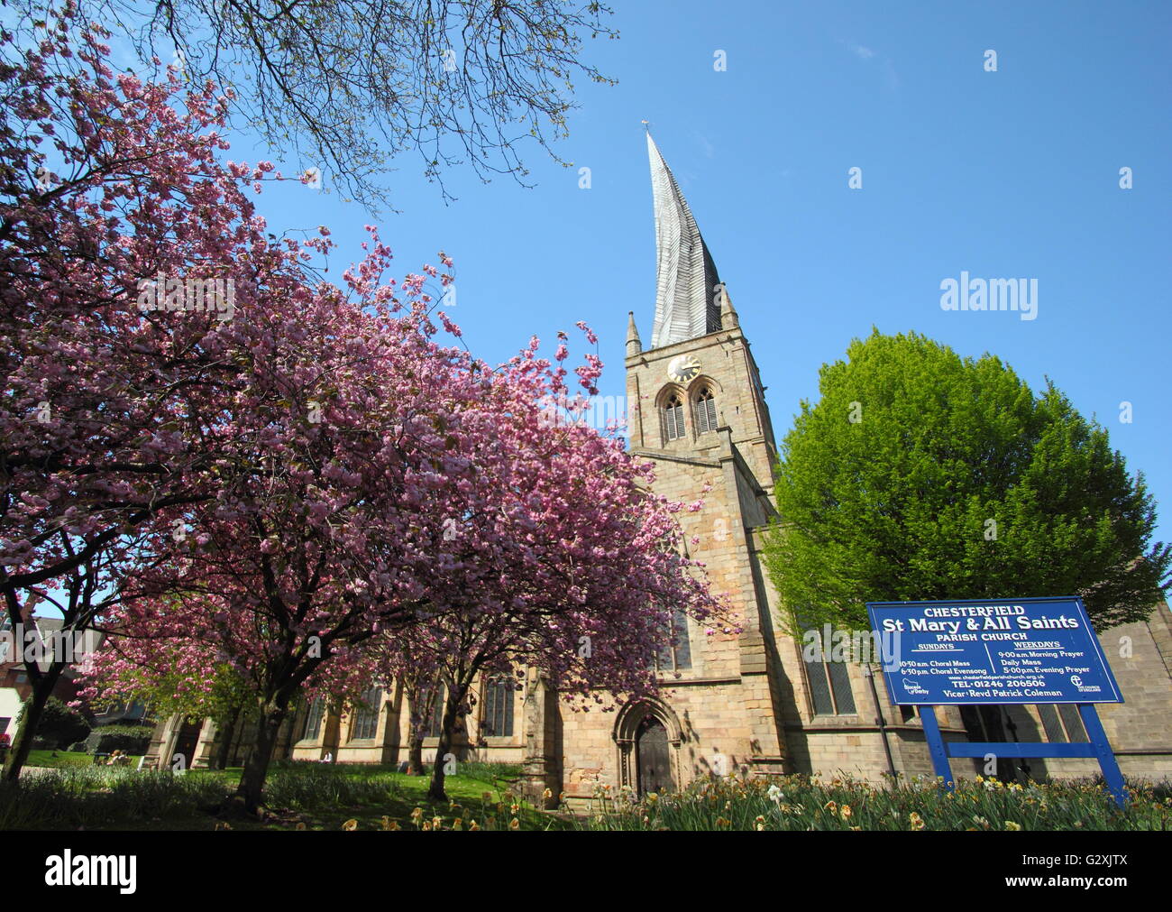 Cherry blossom near the twisted spire of Saint Mary and All Saints church in Chesterfield, Derbyshire on a sunny, spring day, UK Stock Photo