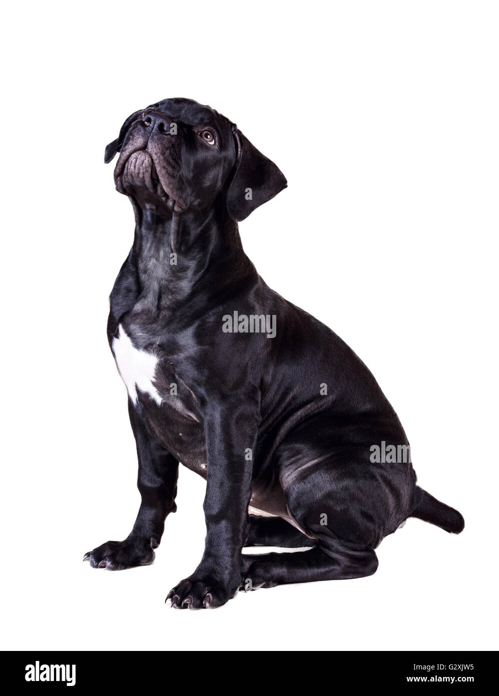 dog African Boerboel Isolated on white background Stock Photo