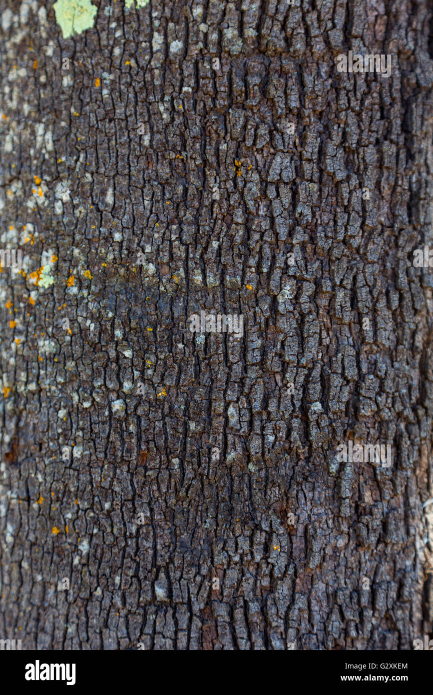 backgound with natural material and abstract texture Stock Photo