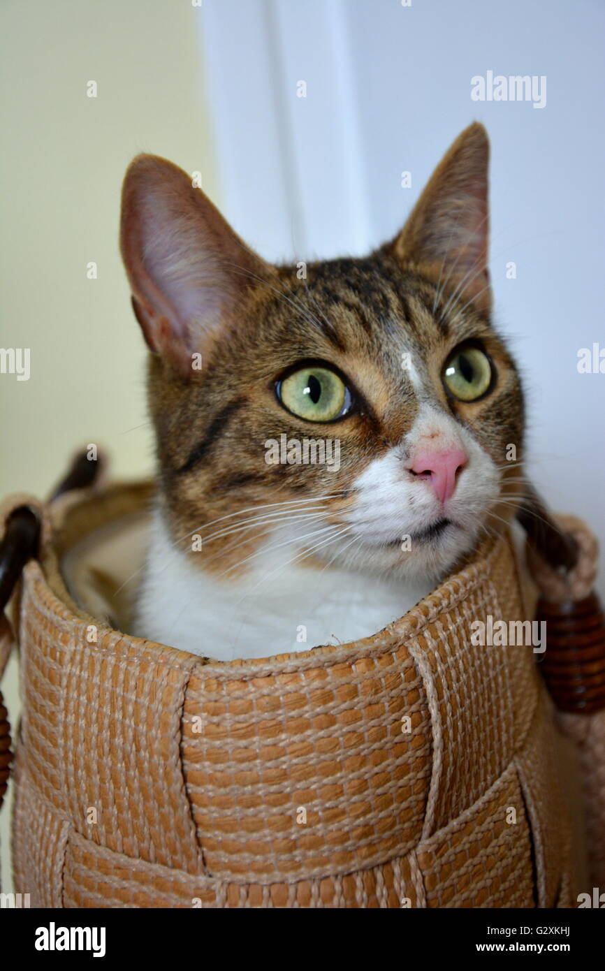Young tom cat popping his head out of a bag Stock Photo