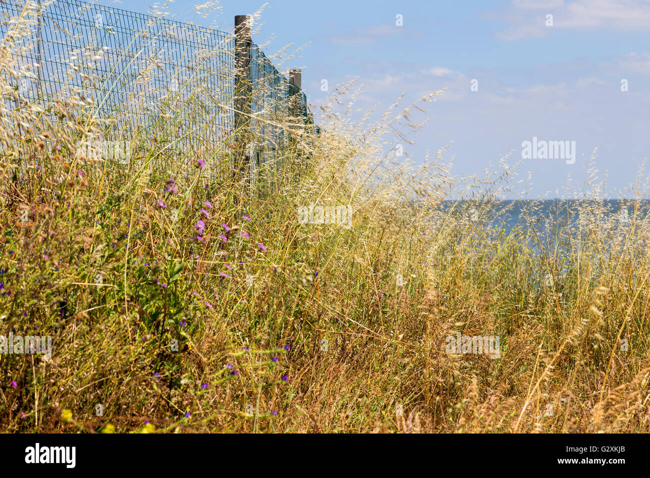 Plants growing fence hi-res stock photography and images - Alamy