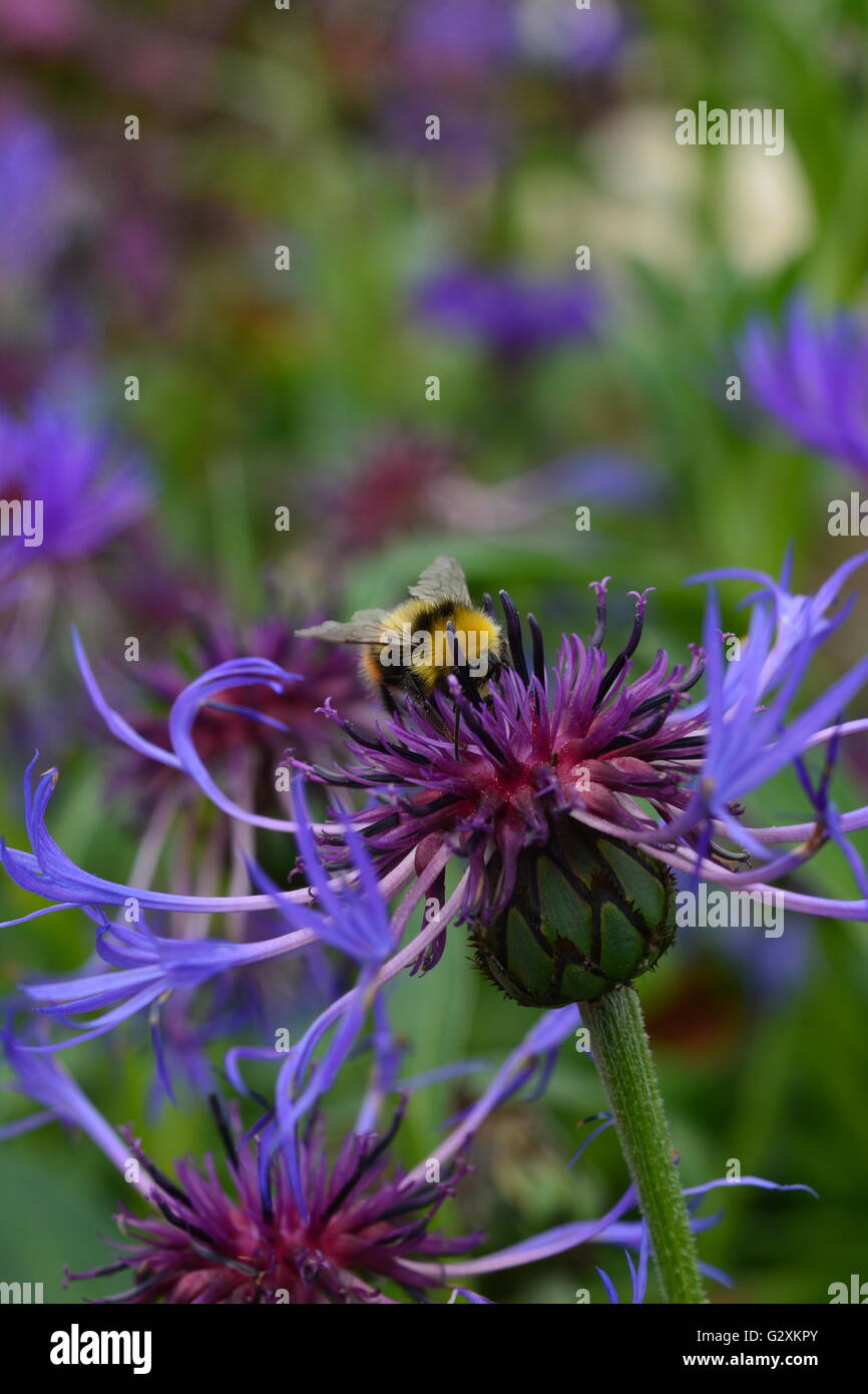 Beautiful flower bee hi-res stock photography and images - Alamy