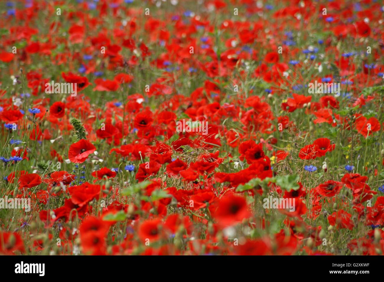 Field wild red poppy flowers hi-res stock photography and images - Alamy