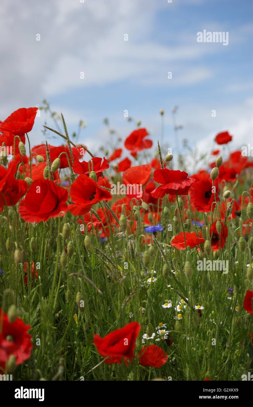 Poppies flowers blue sky clouds hi-res stock photography and images - Alamy