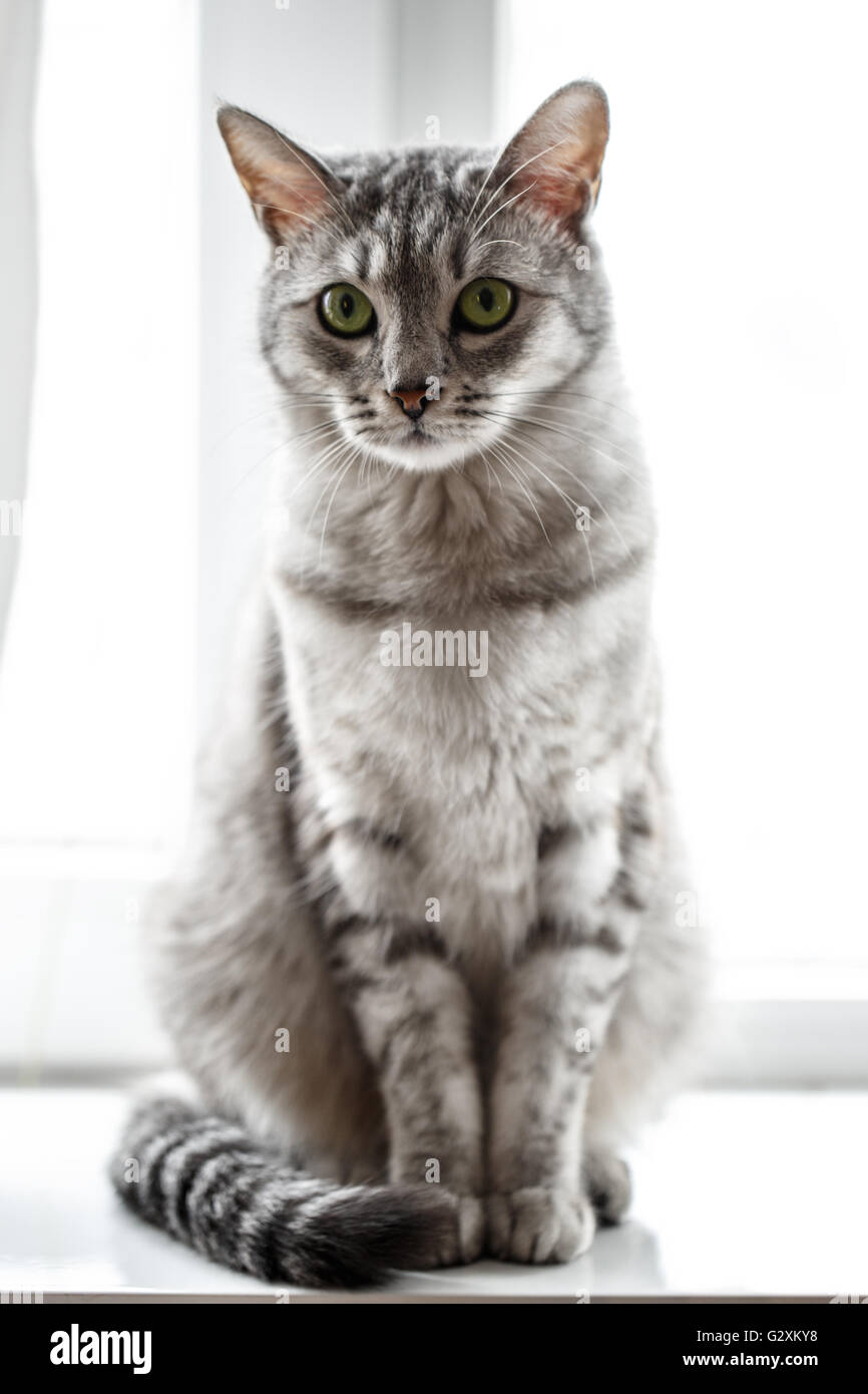 gray cat tabby  Shorthair sit Stock Photo
