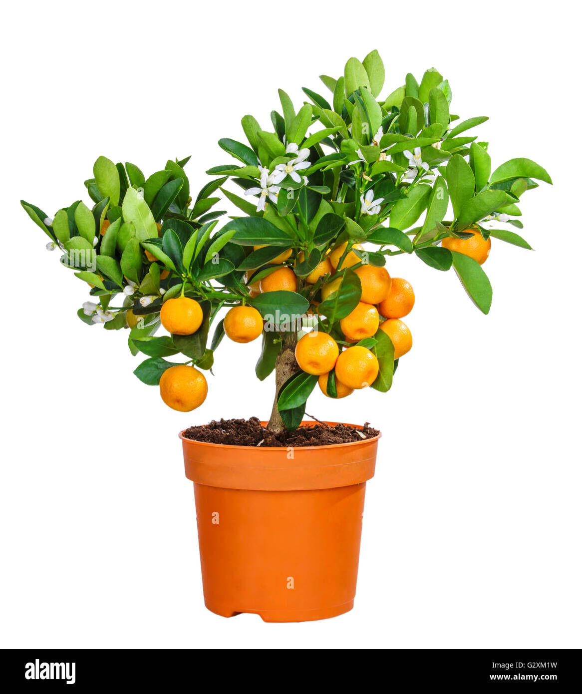 mandarine tree isolated on white background Stock Photo Alamy