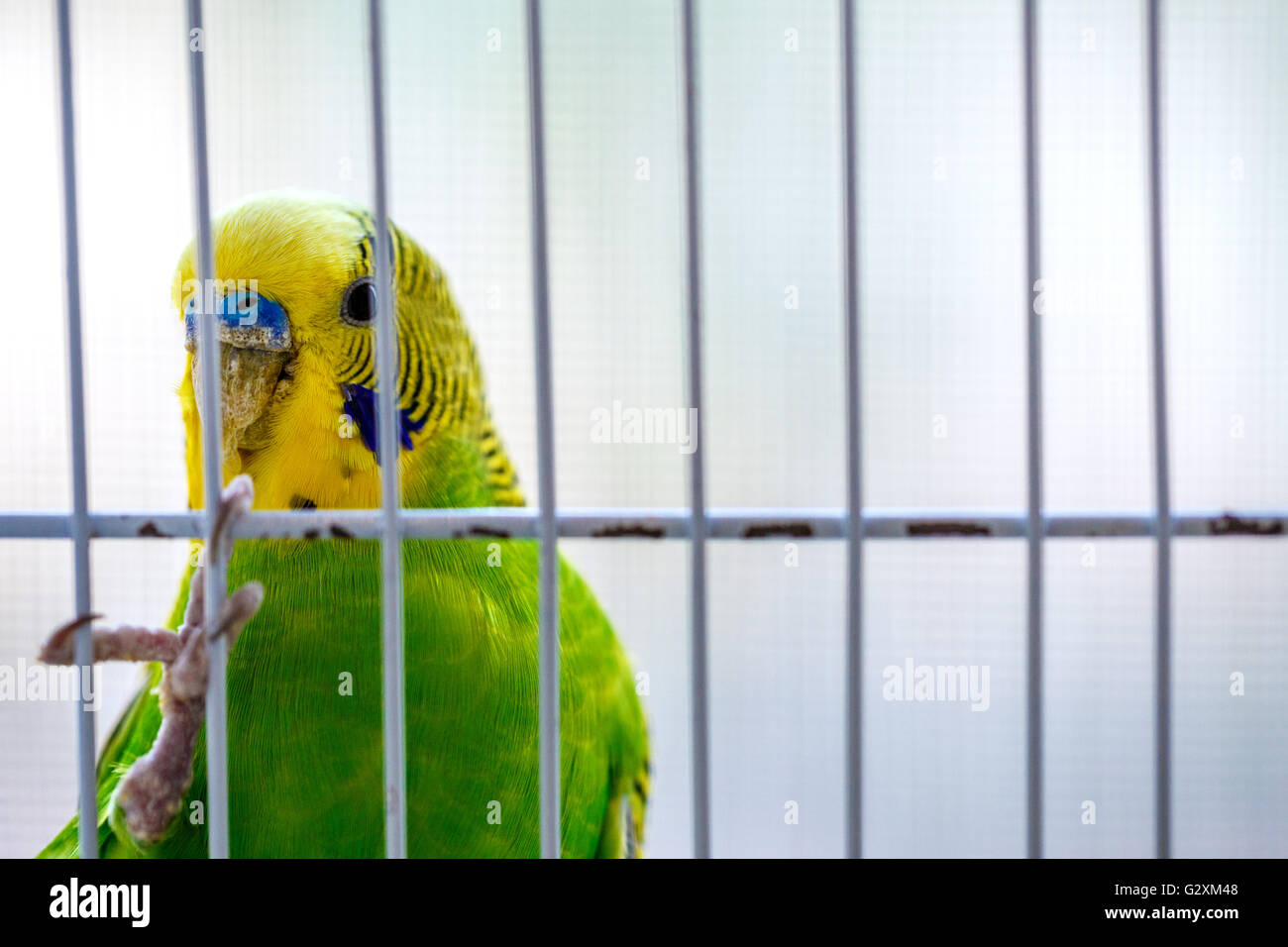 Beautiful Parrot Bird Cage photo