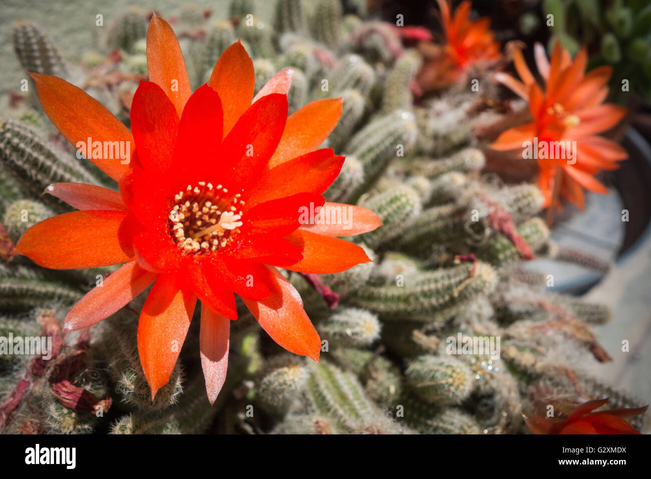 Orange flower of Aporocactus flagelliformis cactus Stock Photo