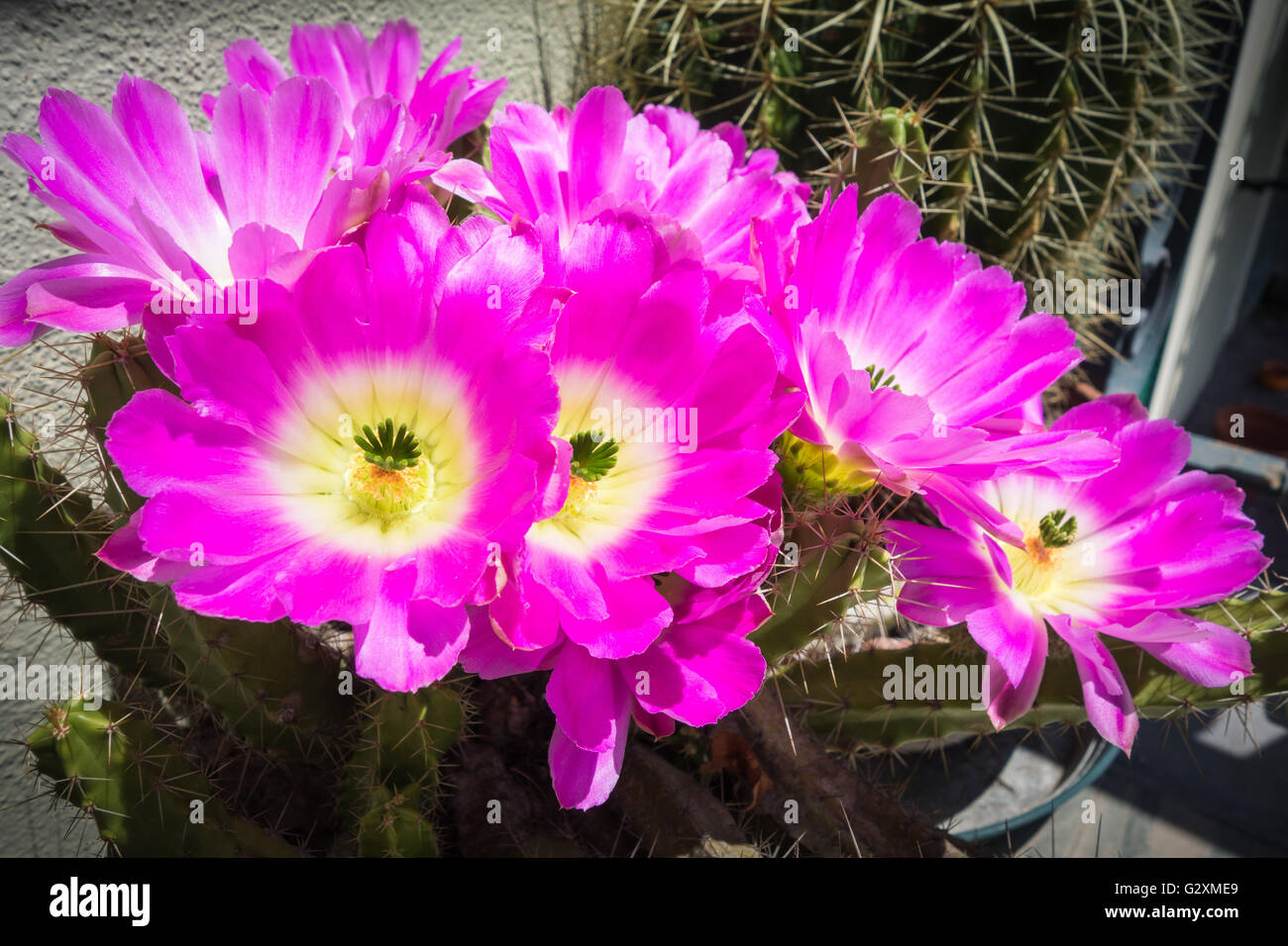 Colorful flowers of Echinocereus pentalophus Stock Photo