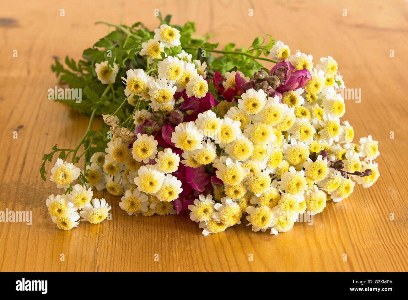 Small Daisies on a Wooden Table. Stock Photo