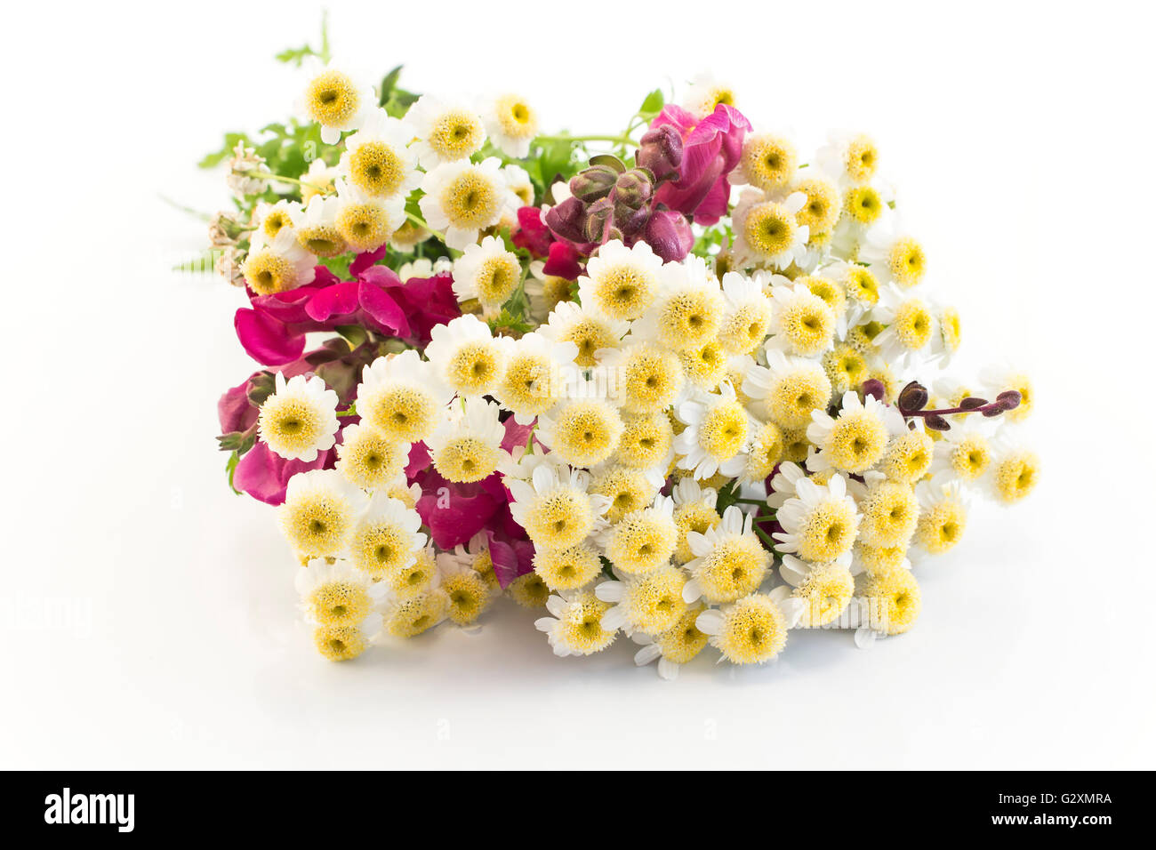 Small Daisies Isolated on White. Stock Photo