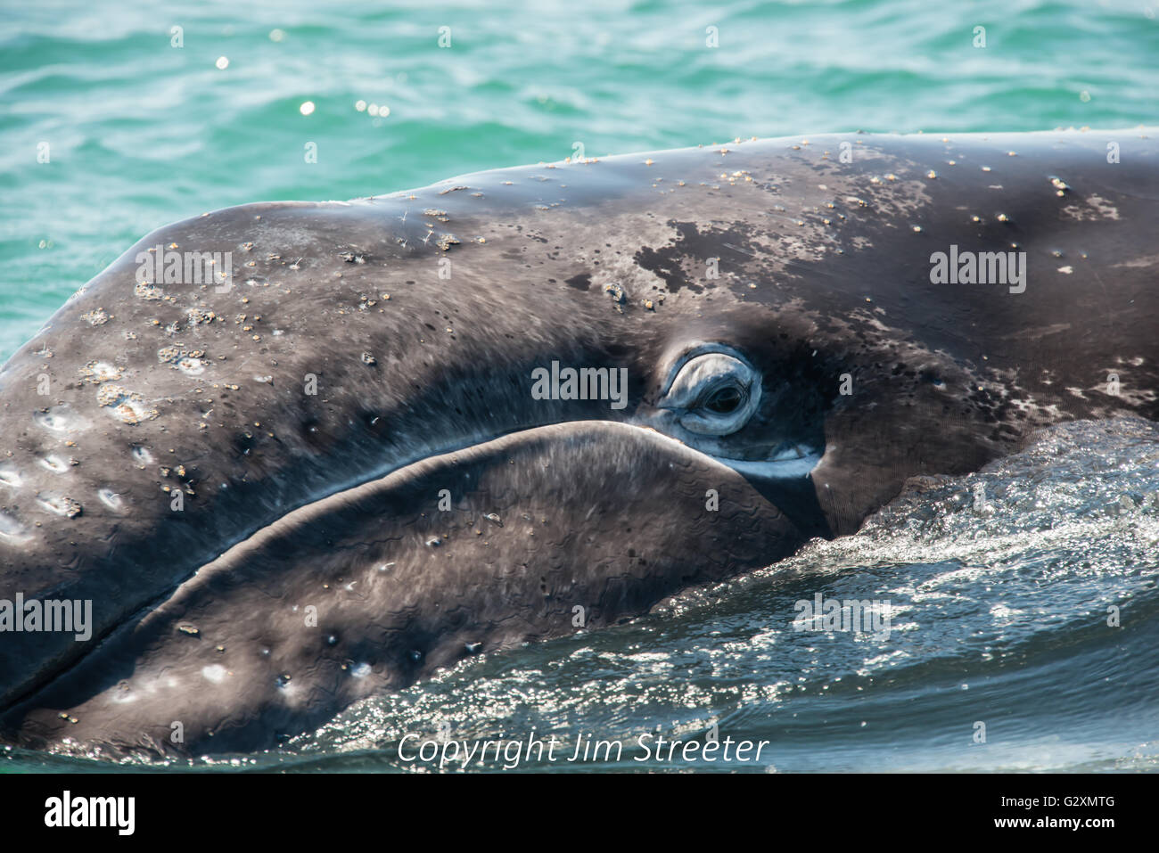 A young Gray Whale calf swims with its eye open in the Pacific Ocean off Baja, Mexico. Stock Photo