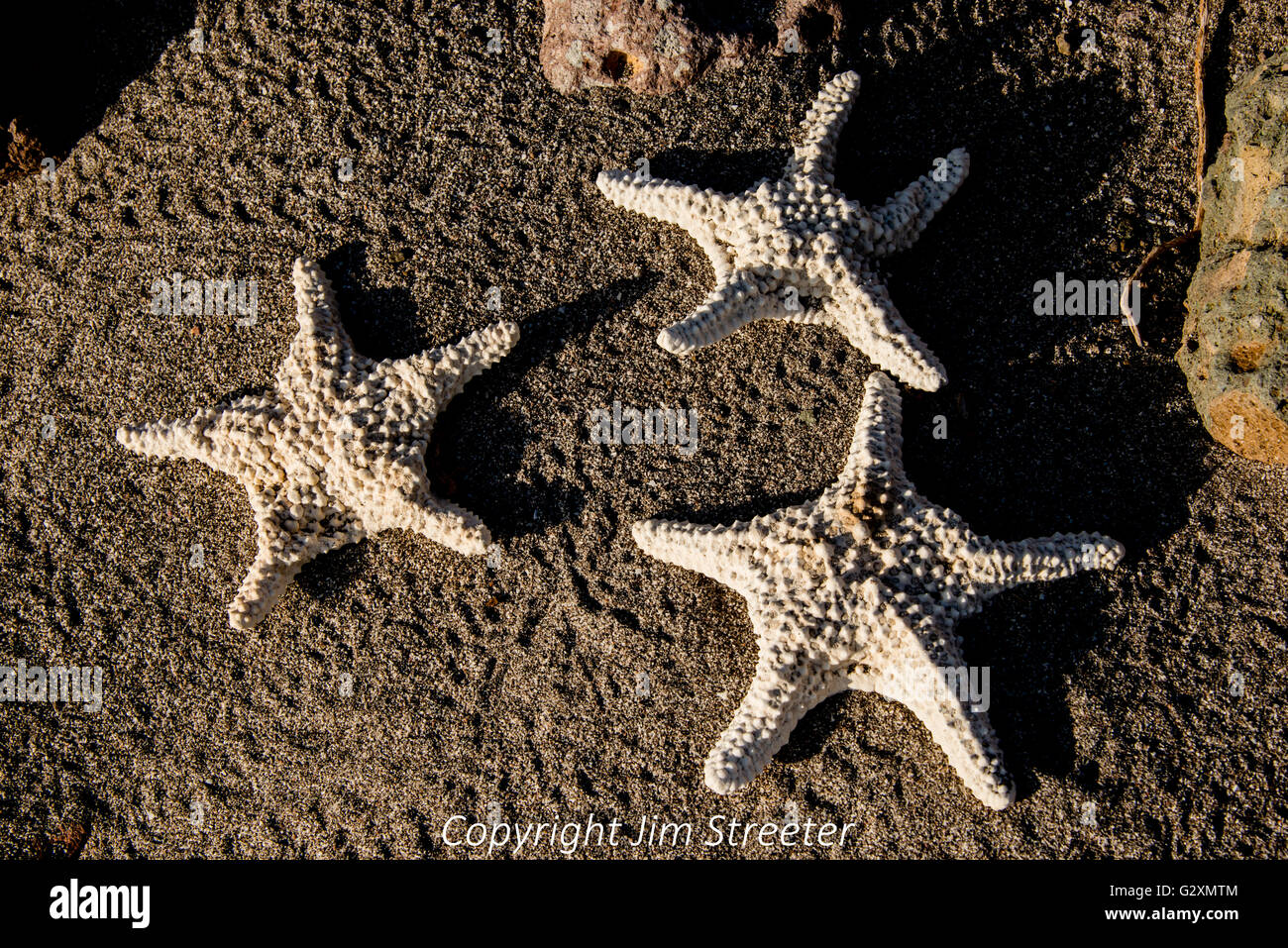 Starfish bodies on the shore in Baja, Mexico. Stock Photo