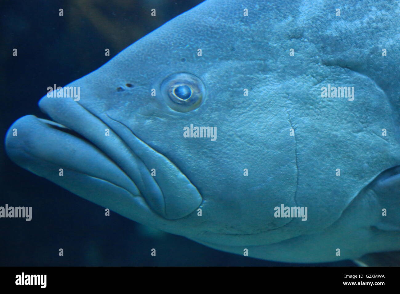 Close up of a giant sea bass or grouper in the ocean. Stock Photo