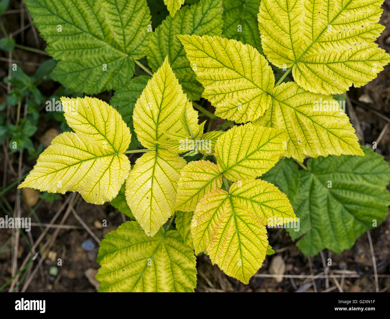 Iron and iron deficiency High Resolution Stock Photography and Images