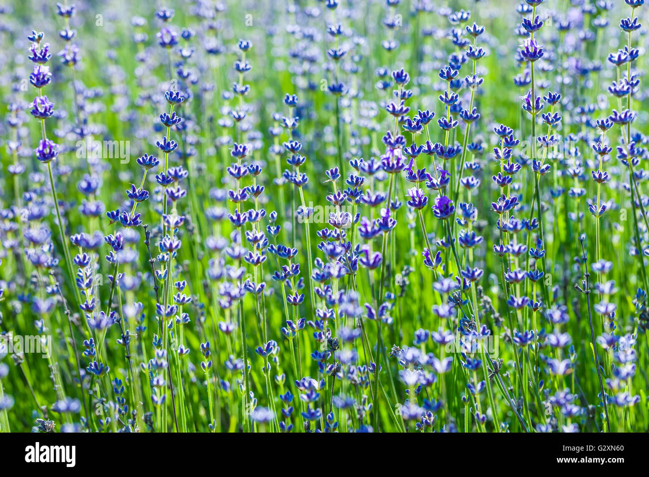 Lavender flowers background. Selective focus. Retro toned photo. Stock Photo