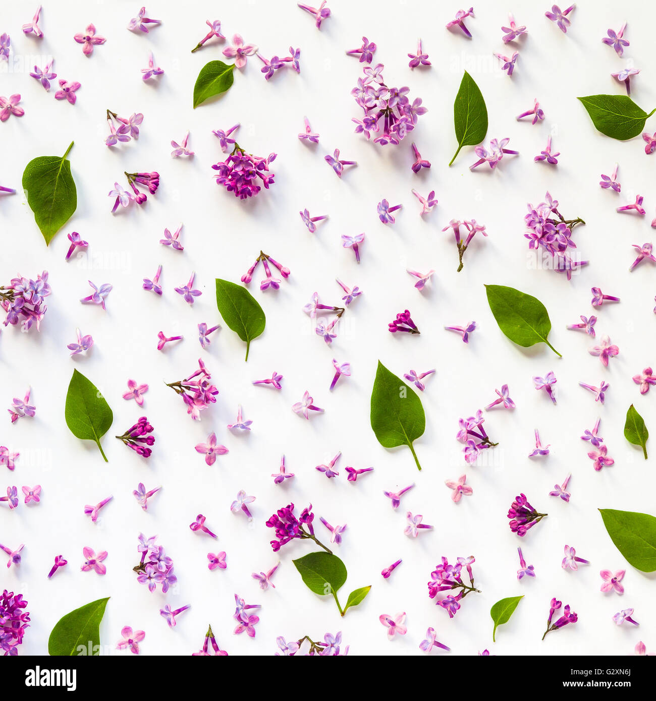Floral pattern of fresh lilac flowers and leaves on white. Flat lay, top view. Stock Photo