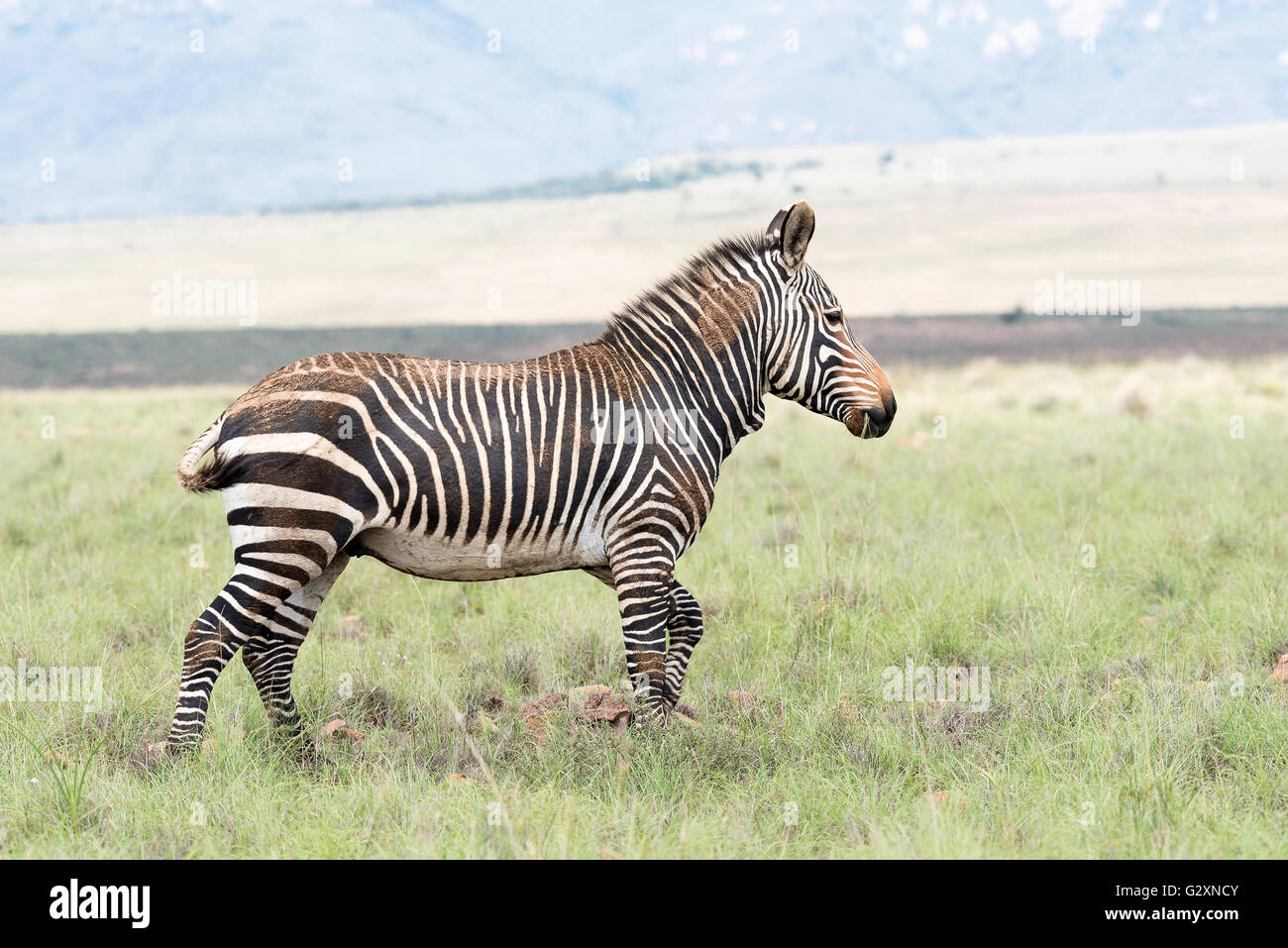 A mountain zebra, Equus zebra zebra, partially covered in dried mud near Cradock in South Africa Stock Photo