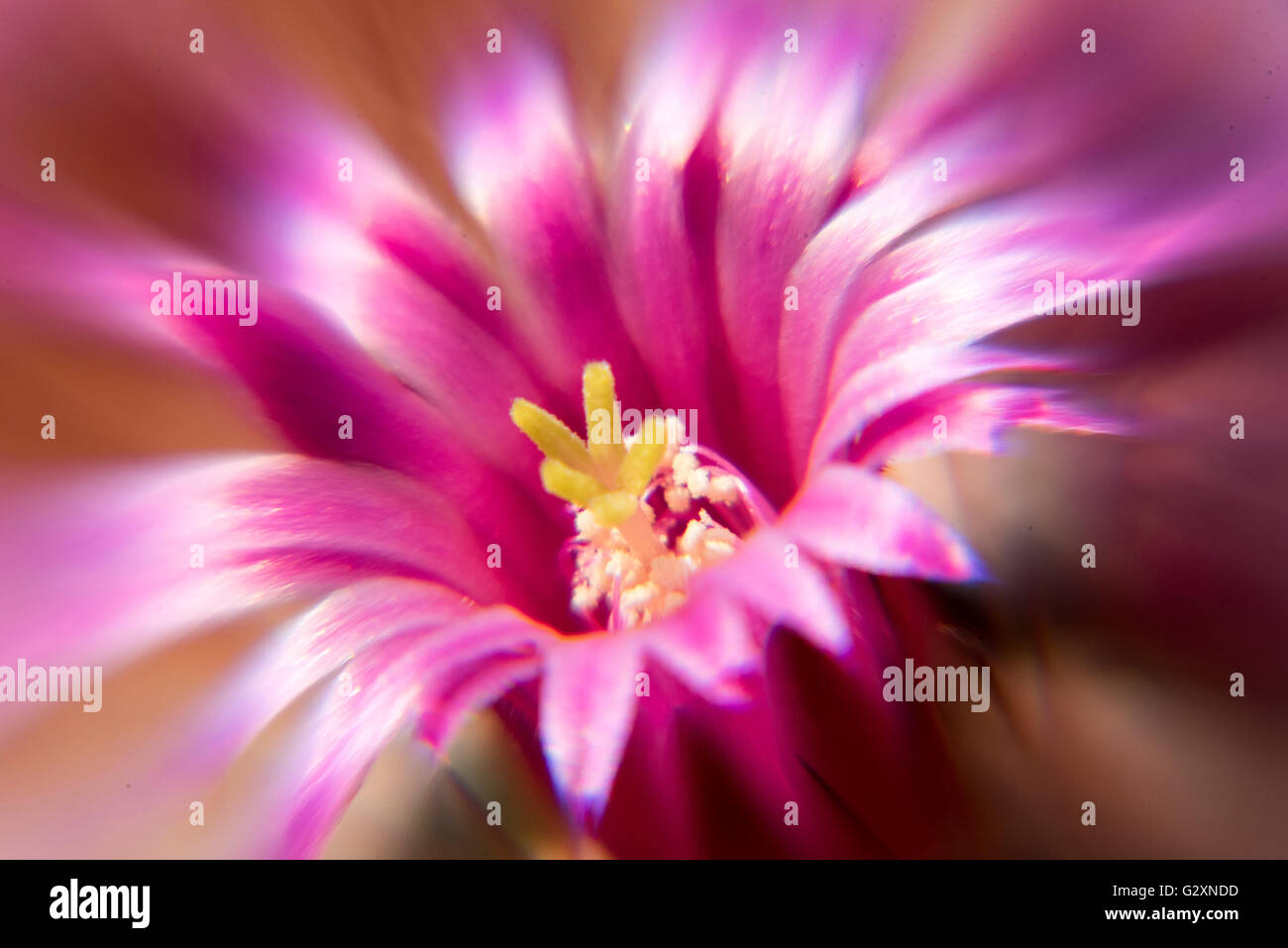 Cactus flower pink illustration artistic art - Stock Image