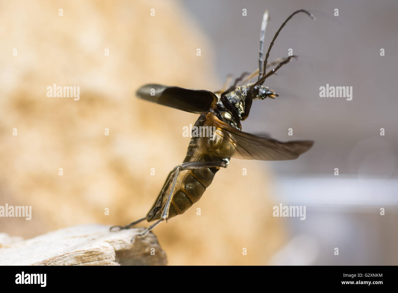 Stenocorus meridianus longhorn beetle taking flight. Insect in family Cerambycidae the longhorns or longicorn beetles taking off Stock Photo