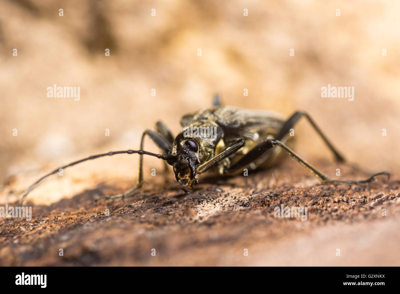 Stenocorus meridianus longhorn beetle in family Cerambycidae, the longhorns or longicorn beetles, cleaning leg with mandibles Stock Photo