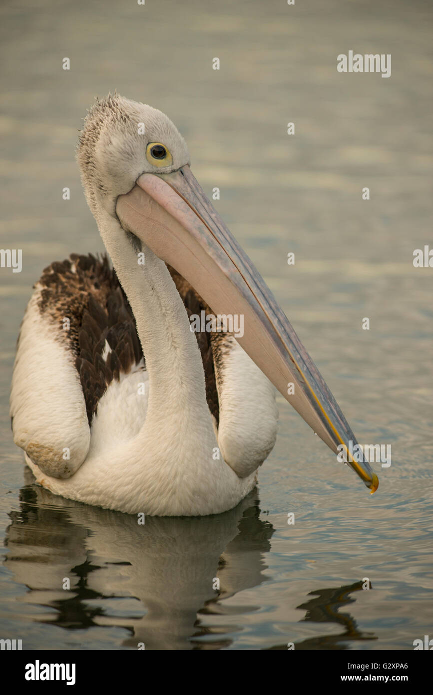 Australian Pelican in Newcastle Harbour New South Wales Stock Photo