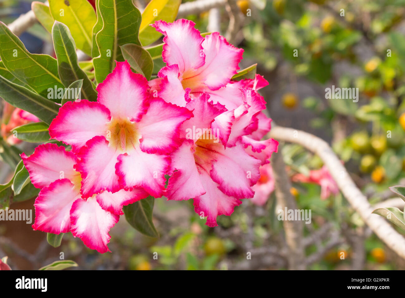 Pink Adenium Flower High Resolution Stock Photography and Images - Alamy
