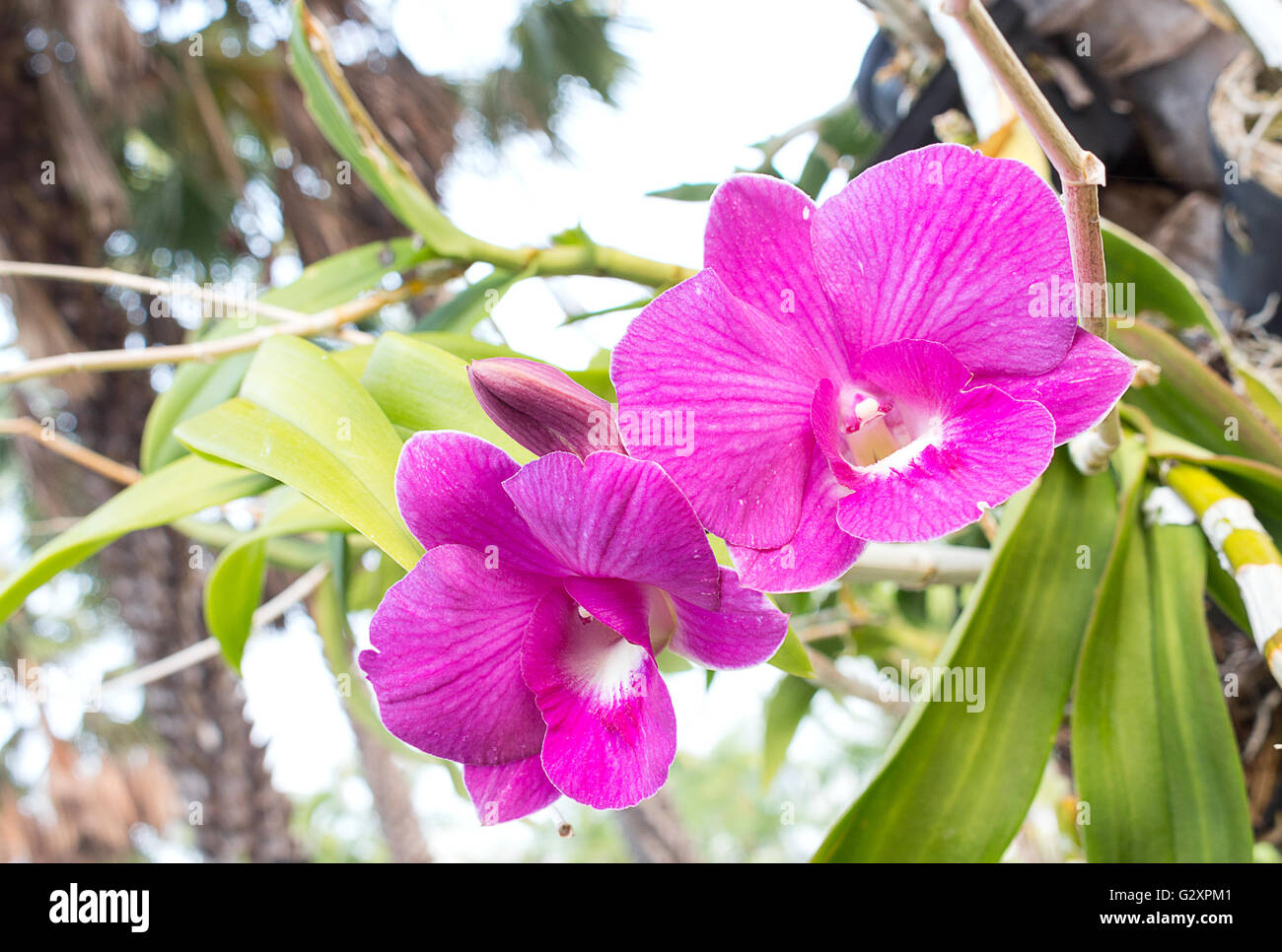 Closeup of a purple orchid Beautiful . Stock Photo
