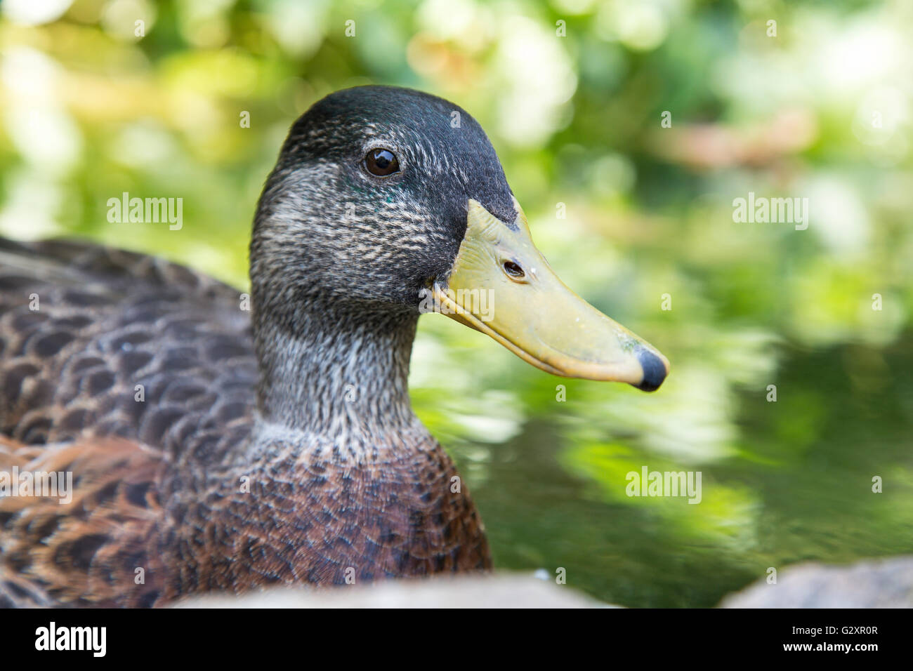 Closeup view of the head of a female mallard, Anas platyrhynchos, one of the best-known and most recognizable of all ducks Stock Photo