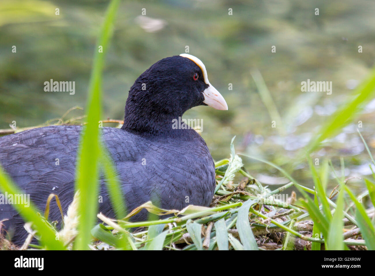 An Eurasian coot, Fulica atra, on its nest hatching eggs. This species builds a nest of dead reeds or grasses near the water's e Stock Photo