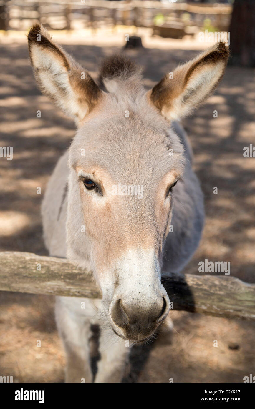 Portrait of a tired donkey with its snout leaning on a fence. Donkeys have been used as a working animal for at least 5000 years Stock Photo