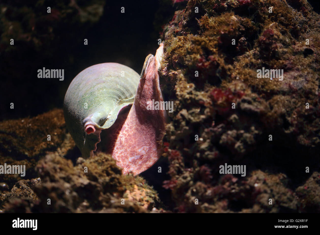 Sea snail on a coral rock on the seabed Stock Photo