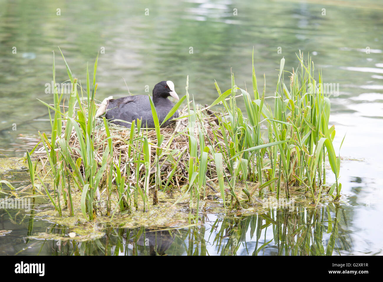 An Eurasian coot, Fulica atra, is hatching eggs in the its nest. This species builds a nest of dead reeds or grasses near the wa Stock Photo