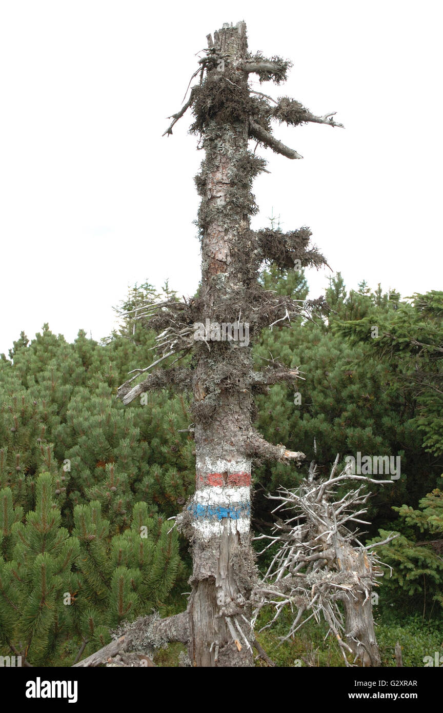 Trail signs on tree in Karkonosze mountains on Poland / Czech Republic border Stock Photo