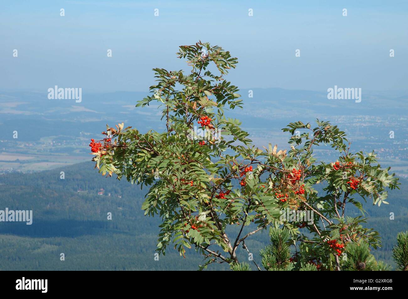 Branch of rowan somewher in Karkonosze mountains in Poland Stock Photo