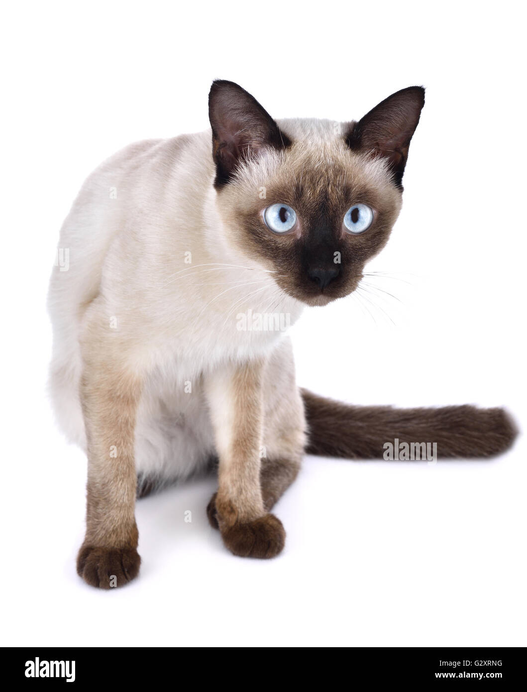 Beautiful cat on white background Stock Photo