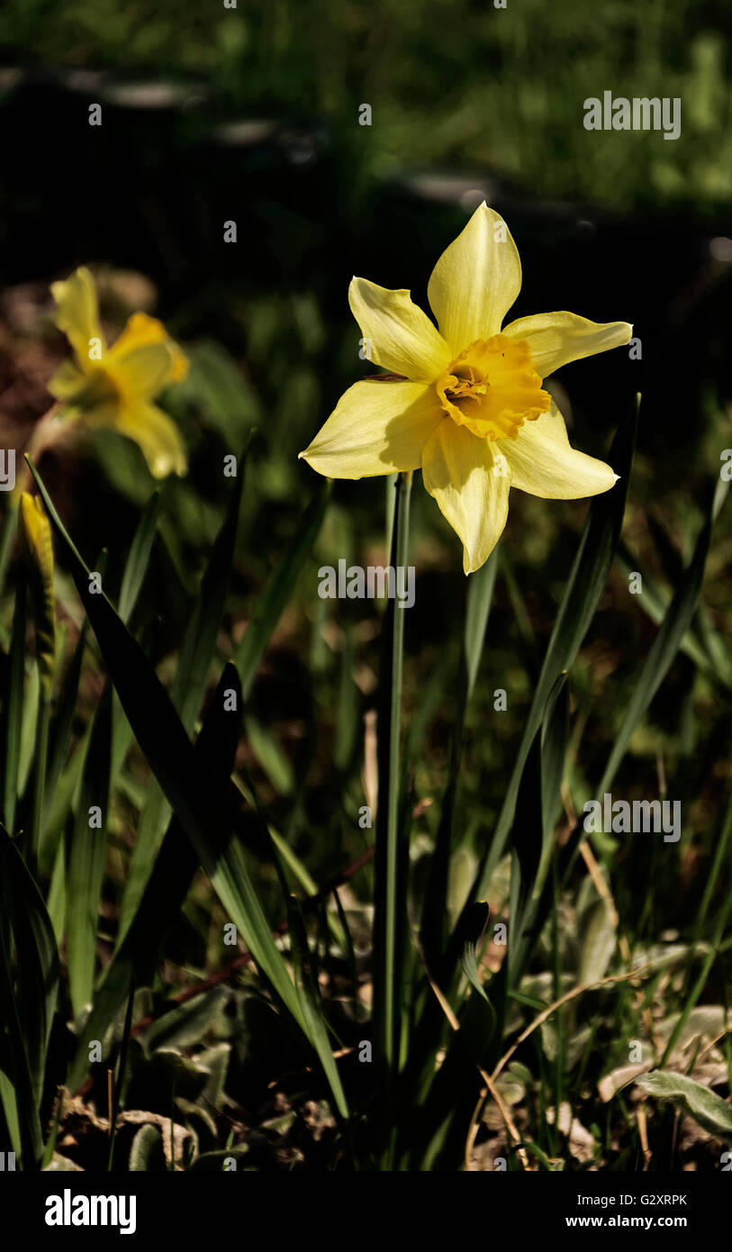 First flowers of a daffodil Stock Photo Alamy