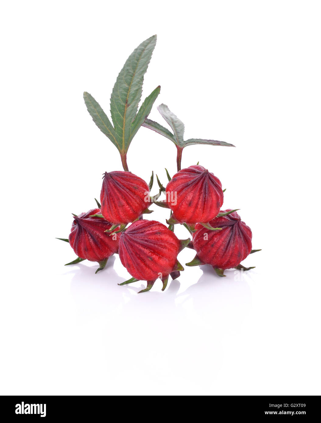 Hibiscus sabdariffa or roselle fruits on white background Stock Photo