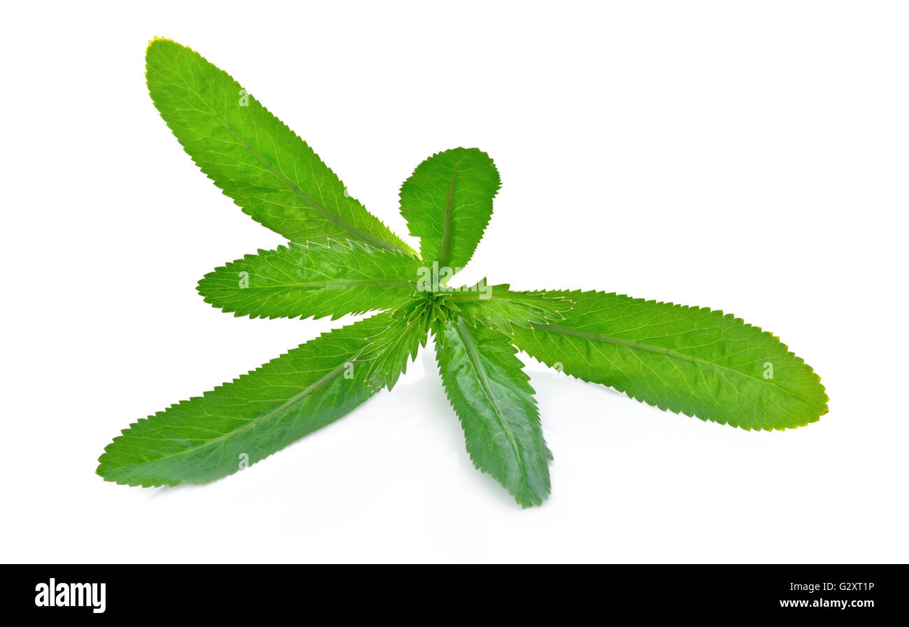 Long Coriander High Resolution Stock Photography and Images Alamy