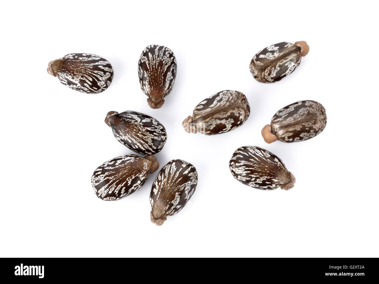 Castor beans on white background Stock Photo