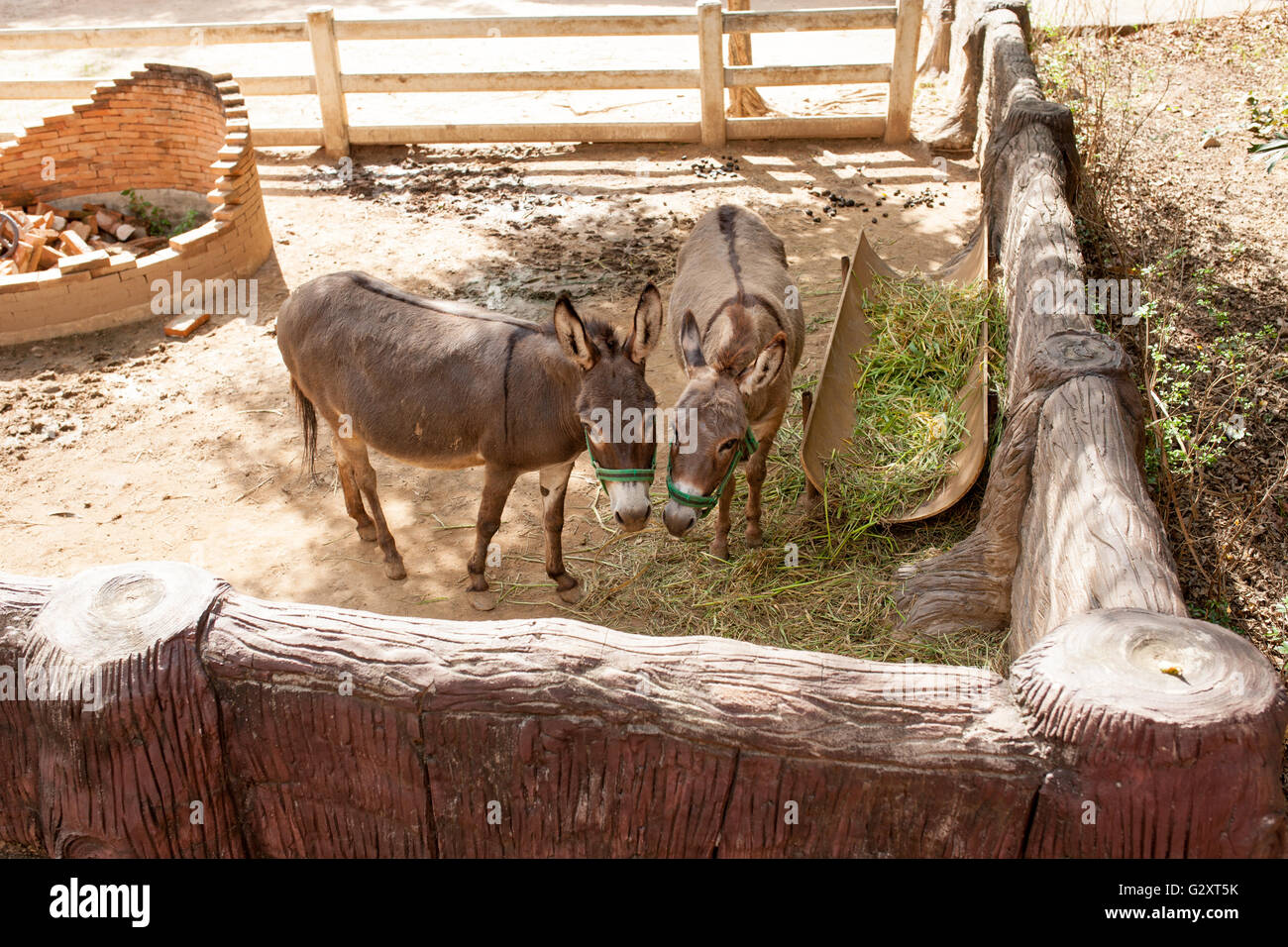 Cute donkey on the farm. donkey,donkeys,animal Stock Photo Alamy