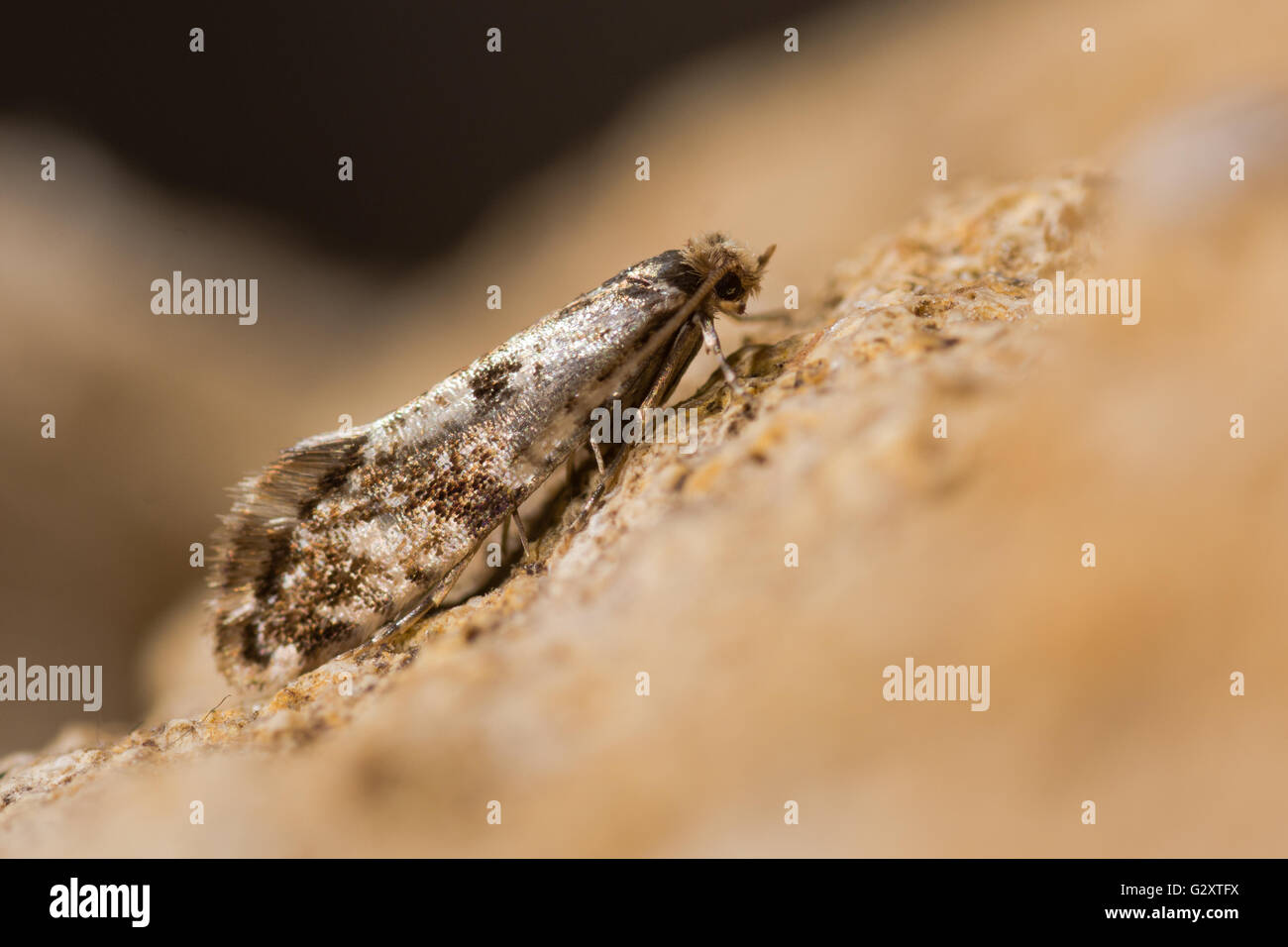 Cork moth (Nemapogon cloacella). A small moth associated with bracket fungi, in the family Tineidae Stock Photo