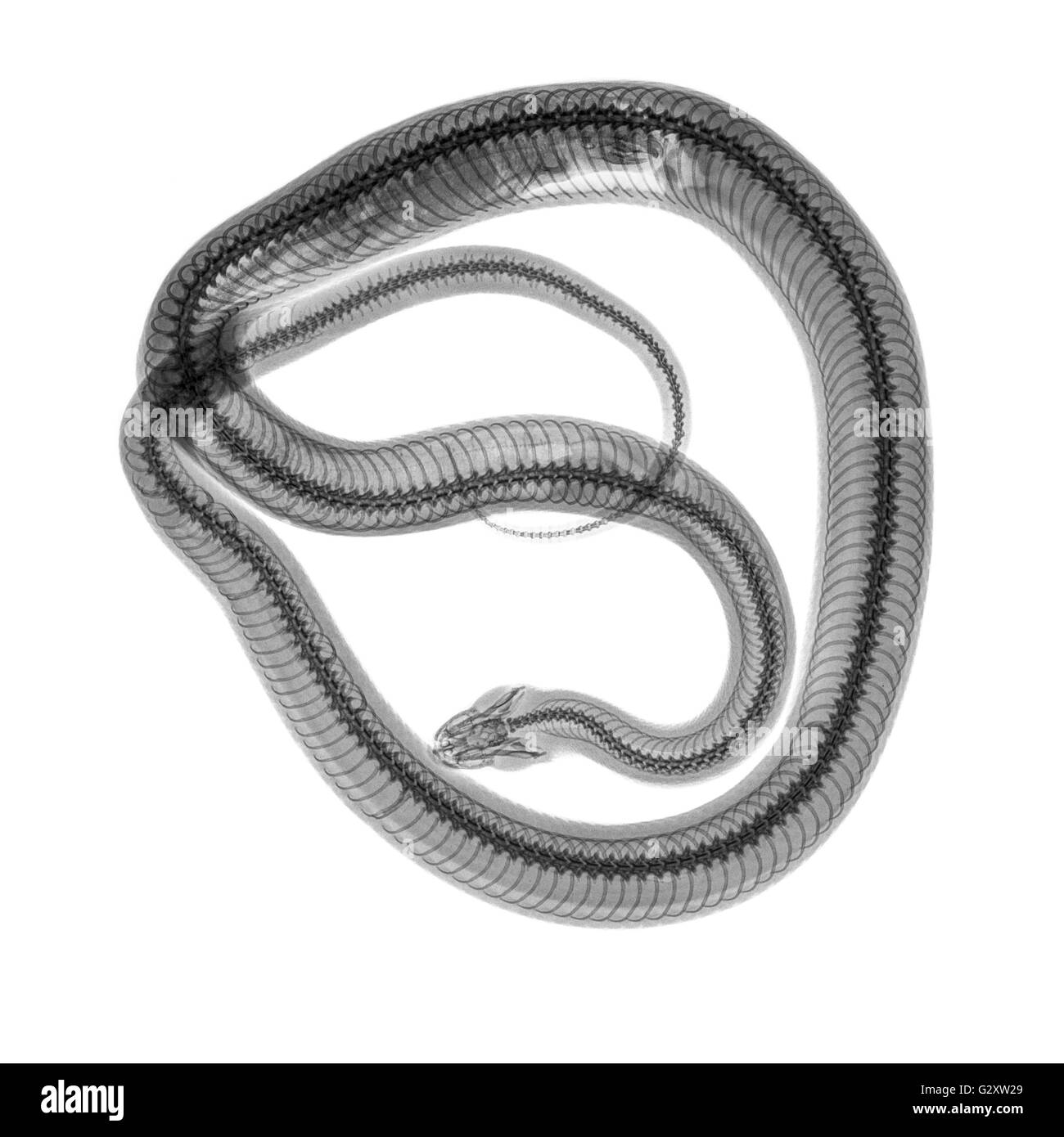 Snake under x-ray a whole mouse can be seen being digested on the left Stock Photo