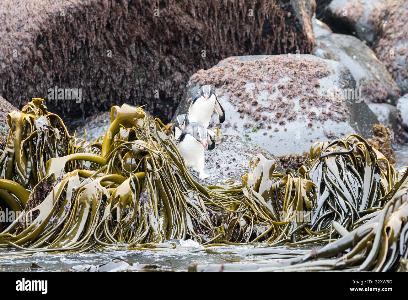Three Erect crested penguins about to enter the water, Antipodes Island