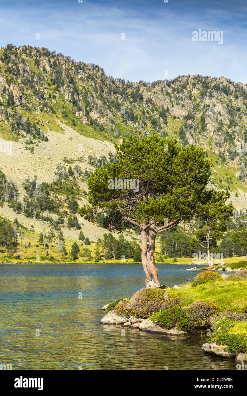 Pinus Pyrenees Alpine pine (Pinus Nigra) on the side of the Aumar Lake in The French ...