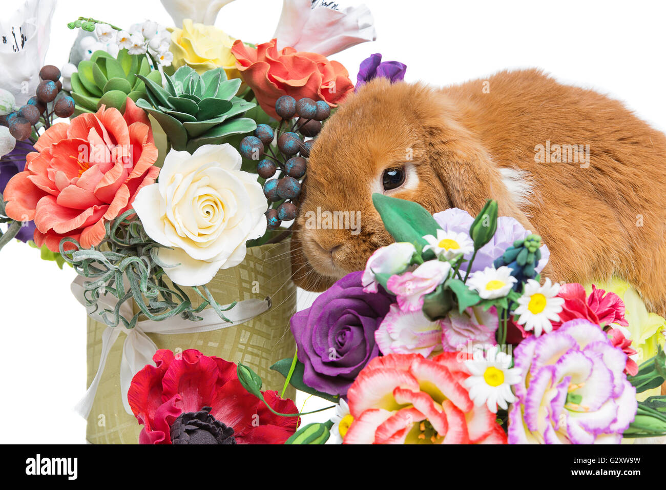 Beautiful domestic rabbit Stock Photo - Alamy