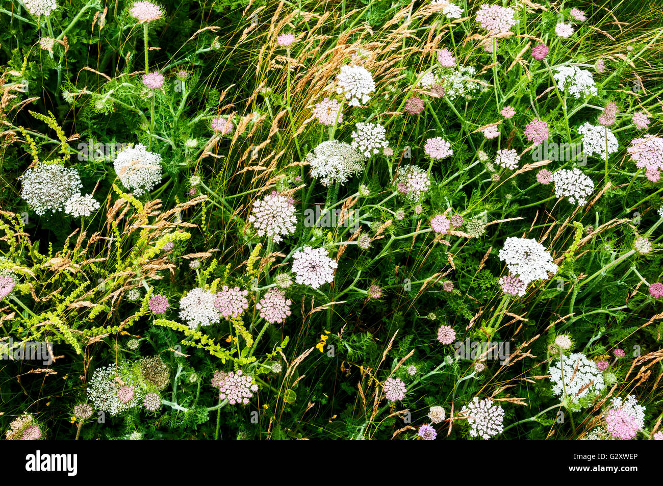British wild flowers bloom profusely in a dark green setting of verdant