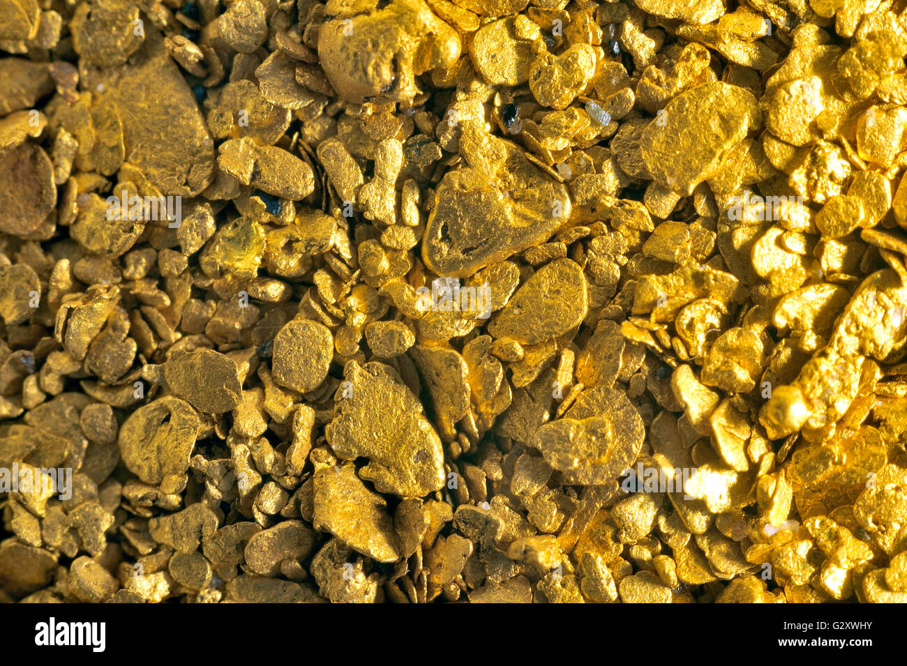 Piles of alluvial gold dust found in a river in the French Gard Stock
