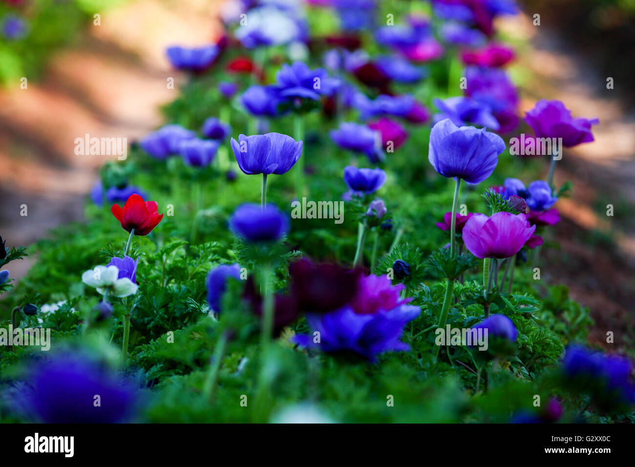 A field of cultivated colourful and vivid Anemone flowers. Photographed in Israel Stock Photo