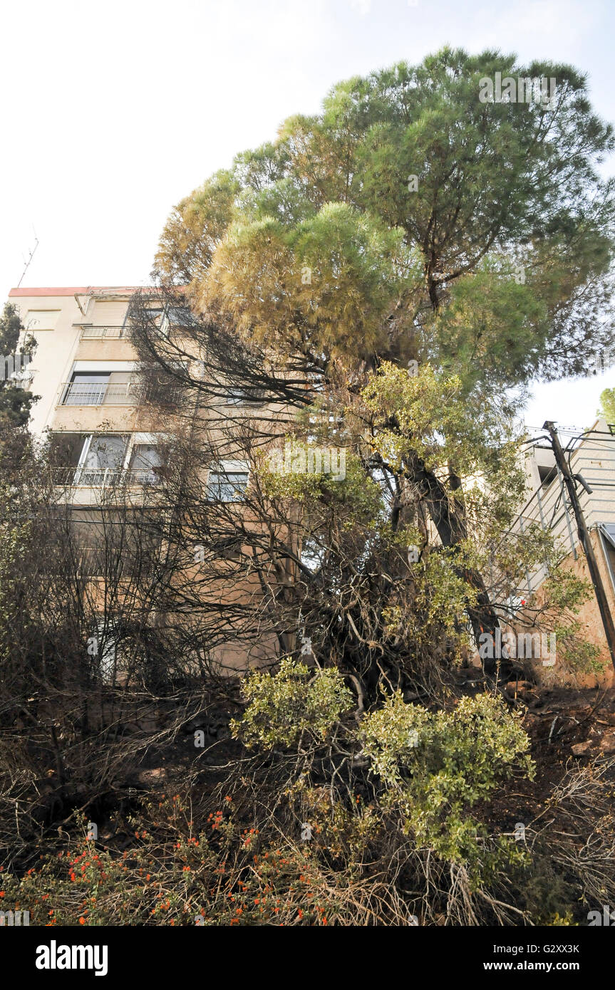 Fire hazard in an urban surrounding. Burnt forest trees near apartment